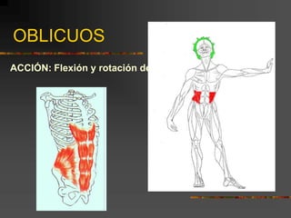 OBLICUOS
ACCIÓN: Flexión y rotación de tronco
 