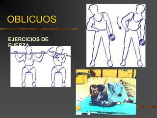 OBLICUOS
EJERCICIOS DE
FUERZA
 