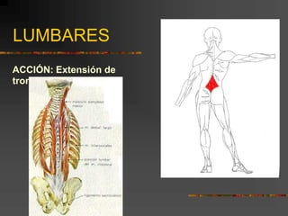 LUMBARES
ACCIÓN: Extensión de
tronco
 