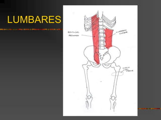 LUMBARES
 