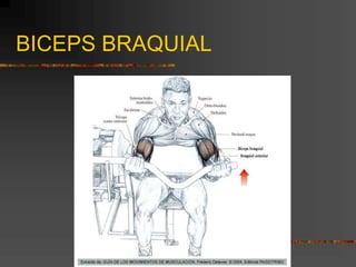 BICEPS BRAQUIAL
 