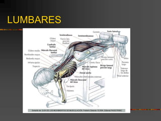 LUMBARES
 