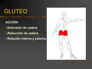 GLUTEO
ACCIÓN:
- Extensión de cadera.
- Abducción de cadera.
- Rotación interna y externa de cadera
 