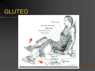 GLUTEO
 