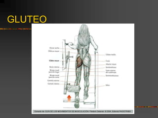 GLUTEO
 