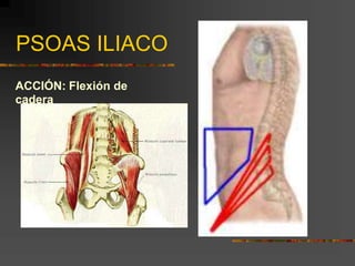 PSOAS ILIACO
ACCIÓN: Flexión de
cadera
 