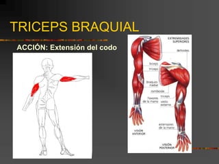 TRICEPS BRAQUIAL
ACCIÓN: Extensión del codo
 