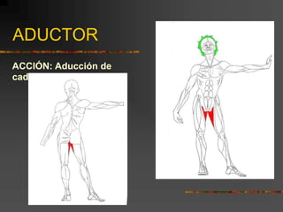 ADUCTOR
ACCIÓN: Aducción de
cadera
 