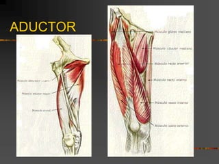 ADUCTOR
 
