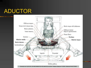 ADUCTOR
 