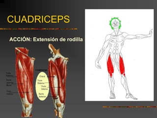 CUADRICEPS
ACCIÓN: Extensión de rodilla
 