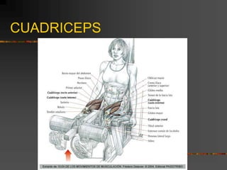 CUADRICEPS
 