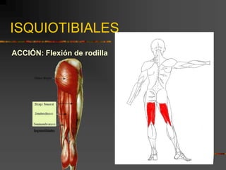 ISQUIOTIBIALES
ACCIÓN: Flexión de rodilla
 