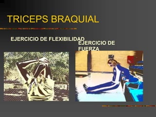 TRICEPS BRAQUIAL
EJERCICIO DE FLEXIBILIDAD
EJERCICIO DE
FUERZA
 