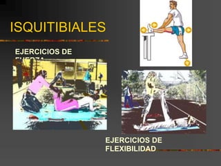 ISQUITIBIALES
EJERCICIOS DE
FUERZA
EJERCICIOS DE
FLEXIBILIDAD
 
