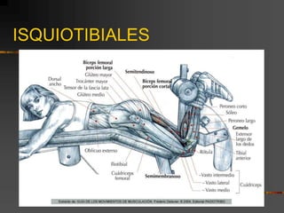 ISQUIOTIBIALES
 