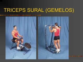 TRICEPS SURAL (GEMELOS)
 