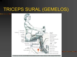 TRICEPS SURAL (GEMELOS)
 