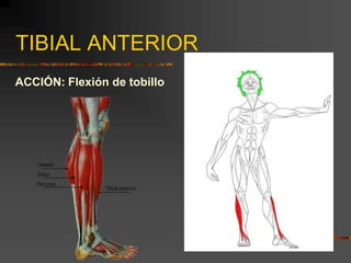 TIBIAL ANTERIOR
ACCIÓN: Flexión de tobillo
 