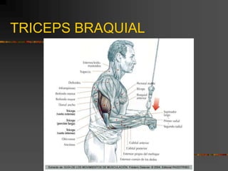 TRICEPS BRAQUIAL
 