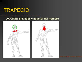 TRAPECIO
ACCIÓN: Elevador y aductor del hombro
 