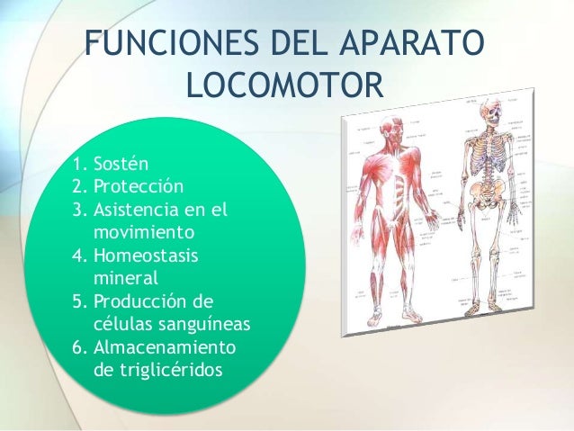 Aparato Locomotor Funciones Partes Y Caractersticas