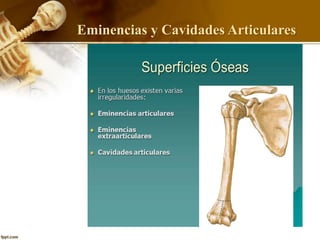 Eminencias y Cavidades Articulares
 