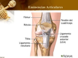 Eminencias Articulares
 