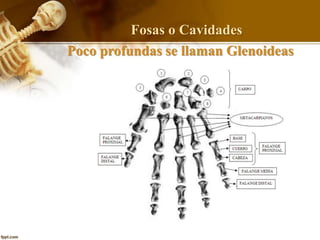 Fosas o Cavidades
Poco profundas se llaman Glenoideas
 