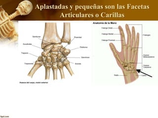 Aplastadas y pequeñas son las Facetas
Articulares o Carillas