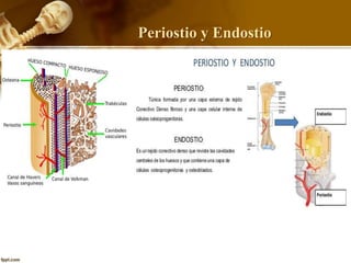 Periostio y Endostio
 