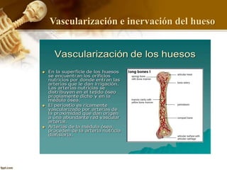 Vascularización e inervación del hueso
 