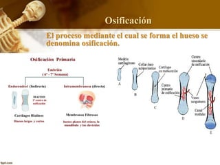 Osificación
El proceso mediante el cual se forma el hueso se
denomina osificación.
 