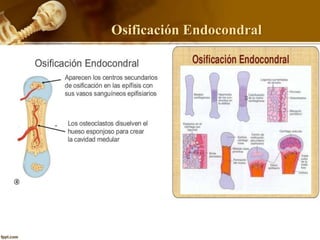 Osificación Endocondral
 