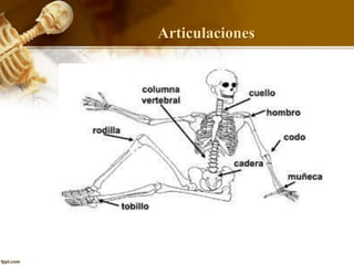 Articulaciones
 