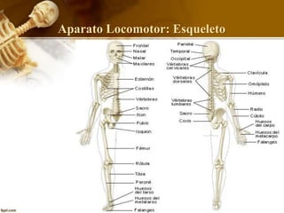 Aparato Locomotor: Esqueleto
 