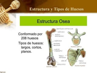 Estructura y Tipos de Huesos
 