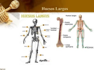 Huesos Largos
 