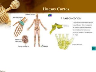 Huesos Cortos
 