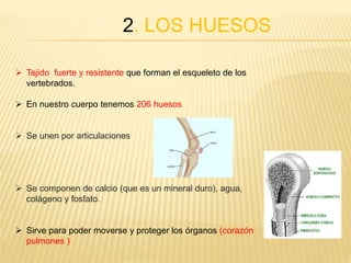 2. LOS HUESOS
 Tejido fuerte y resistente que forman el esqueleto de los
vertebrados.
 En nuestro cuerpo tenemos 206 huesos
 Se unen por articulaciones
 Se componen de calcio (que es un mineral duro), agua,
colágeno y fosfato.
 Sirve para poder moverse y proteger los órganos (corazón
pulmones )
 
