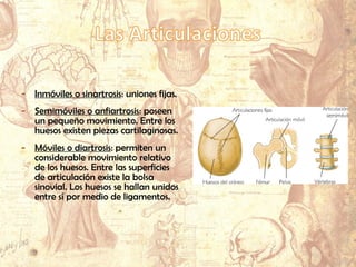 - Inmóviles o sinartrosis: uniones fijas.
- Semimóviles o anfiartrosis: poseen
un pequeño movimiento. Entre los
huesos existen piezas cartilaginosas.
- Móviles o diartrosis: permiten un
considerable movimiento relativo
de los huesos. Entre las superficies
de articulación existe la bolsa
sinovial. Los huesos se hallan unidos
entre sí por medio de ligamentos.
 