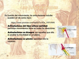 En función del movimiento, las articulaciones móviles
pueden ser de varios tipos:
- Articulaciones del tipo esfera-cavidad:
permiten movimientos libres en todas las direcciones.
- Articulaciones en bisagra: son aquellas que sólo
es posible la movilidad en un plano.
- Articulaciones en pivote: permiten sólo la
rotación.
https://www.youtube.com/watch?v=iGa_1WYcNAI
 