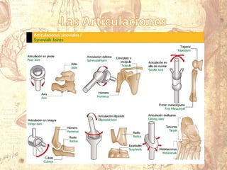Aparato locomotor 1