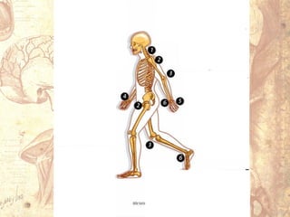 Aparato locomotor 1