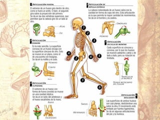 Aparato locomotor 1