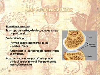 El cartílago articular:
Es un tipo de cartílago hialino, aunque carece
de pericondrio.
Sus funciones son:
- Permitir el desplazamiento de las
superficies óseas.
- Amortiguar la sobrecarga de las superficies
en contacto.
Es avascular, se nutre por difusión pasiva
desde el líquido sinovial. Tampoco posee
inervación nerviosa.
 