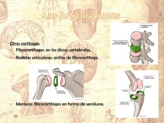 Otros cartílagos:
- Fibrocartílagos: en los discos vertebrales.
- Rodetes articulares: anillos de fibrocartílago.
- Meniscos: fibrocartílagos en forma de semiluna.
 