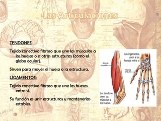 TENDONES:
Tejido conectivo fibroso que une los músculos a
los huesos o a otras estructuras (como el
globo ocular).
Sirven para mover el hueso o la estructura.
LIGAMENTOS:
Tejido conectivo fibroso que une los huesos
entre sí.
Su función es unir estructuras y mantenerlas
estables.
 
