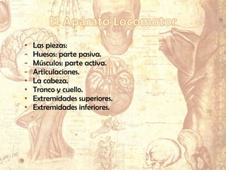• Las piezas:
- Huesos: parte pasiva.
- Músculos: parte activa.
- Articulaciones.
• La cabeza.
• Tronco y cuello.
• Extremidades superiores.
• Extremidades inferiores.
 