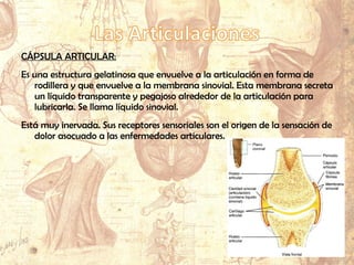 CÁPSULA ARTICULAR:
Es una estructura gelatinosa que envuelve a la articulación en forma de
rodillera y que envuelve a la membrana sinovial. Esta membrana secreta
un líquido transparente y pegajoso alrededor de la articulación para
lubricarla. Se llama líquido sinovial.
Está muy inervada. Sus receptores sensoriales son el origen de la sensación de
dolor asocuado a las enfermedades articulares.
 